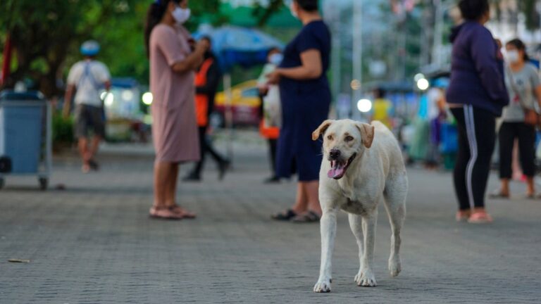 Tollwut-Gefahr im Thailand-Urlaub: Vorsicht bei Tieren