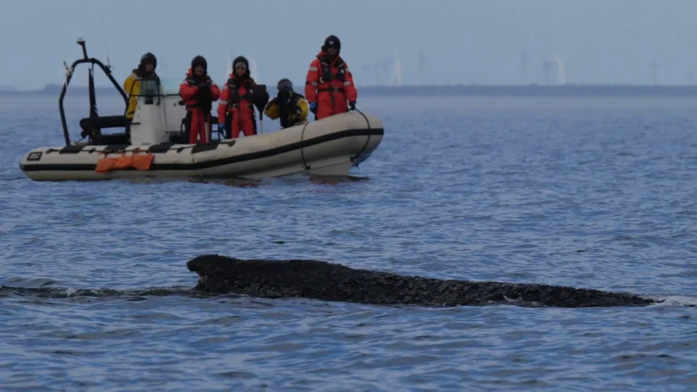 Walrettung Ostsee: Buckelwal auf dem Weg in die Nordsee