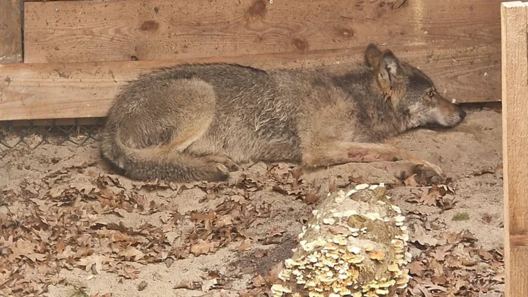 Wolf in Hamburg wieder frei nach Attacke auf Frau