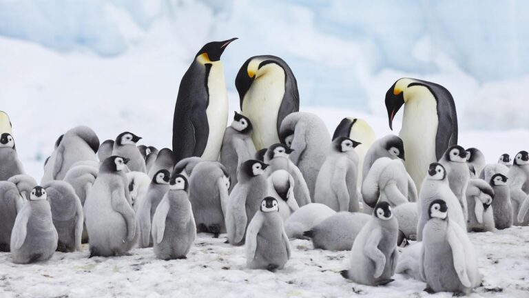 Kaiserpinguin gefährdet: Klimawandel bedroht Antarktis-Arten